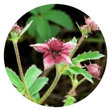 Чем отличается Кавказская мазь от других средств