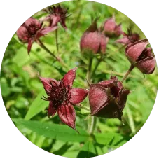 Глюкозамин и хондроитин