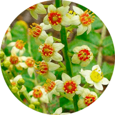 Экстракт сабельника